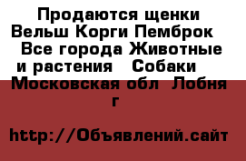 Продаются щенки Вельш Корги Пемброк  - Все города Животные и растения » Собаки   . Московская обл.,Лобня г.